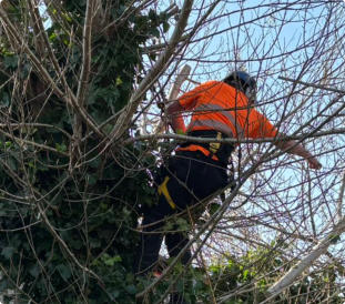 Tree Topping Wakefield