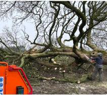 Tree Surgeon Wakefield